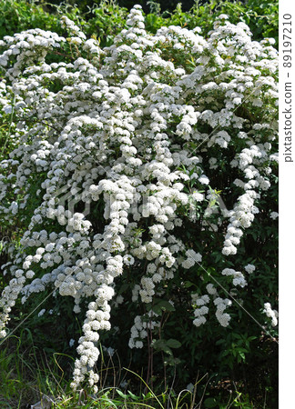 Kodemari(Otari) Kodemari(Otari) 89197210