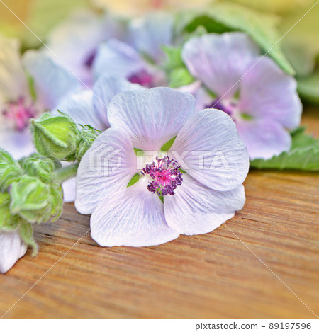 Marshmallow flower. Althaea Marshmallow flower. Althaea 89197596