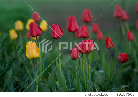 Mix color tulip flower.  89197605