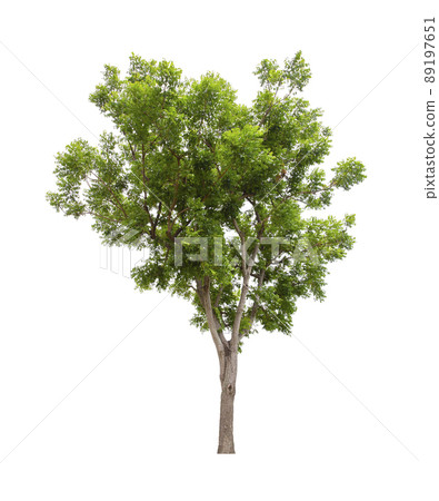 Tree isolated on white background, With Clipping path. Tree isolated on white background, With Clipping path. 89197651