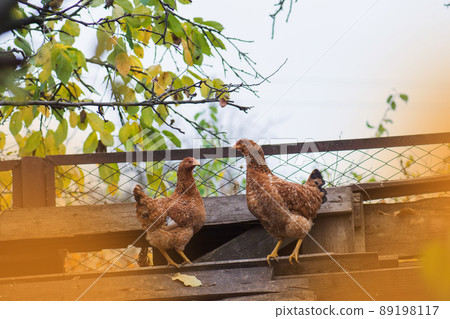 Hen are walking outside. Free range hen in the back yard Hen are walking outside. Free range hen in the back yard 89198117