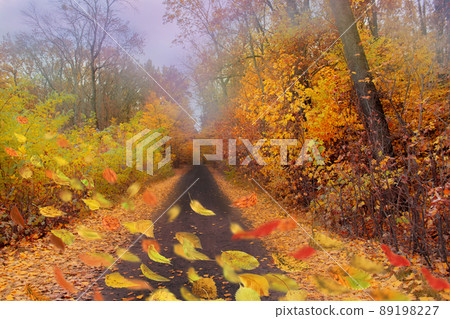 Autumn mix leaves. Autumn mix leaves. 89198227