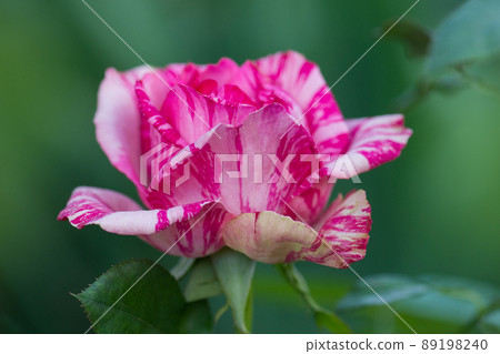 Beautiful striped rose Beautiful striped rose 89198240