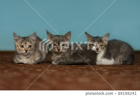 Three little kittens. 89198241