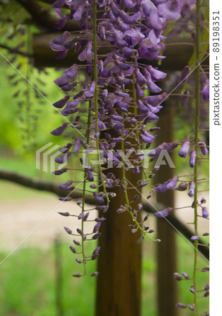  Wisteria flowers 89198351