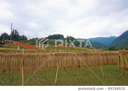 寺坂梯田秩父橫瀨群孤挺花 89199010