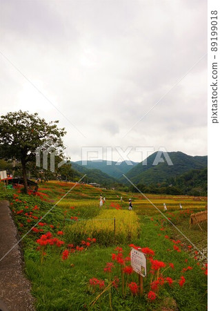 寺坂梯田秩父橫瀨群孤挺花 寺坂梯田秩父橫瀨群孤挺花 89199018