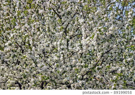 Apple trees in bloom. 89199058