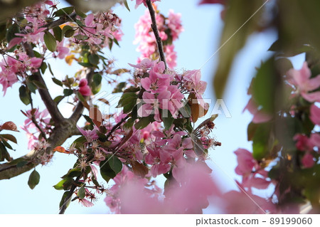 Pink flowering appletree against the sky from below 89199060