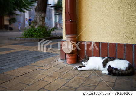 Beautiful resort town Zelenogradsk with relaxing city cats.. 89199203