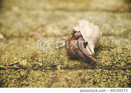 生活在沖繩縣宮古島偏遠島嶼大神島陸地上的大型寄居蟹 89199375