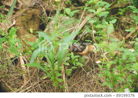 威脅沖繩縣宮古島偏遠島嶼大神島土地的螃蟹。 威脅沖繩縣宮古島偏遠島嶼大神島土地的螃蟹。 89199376