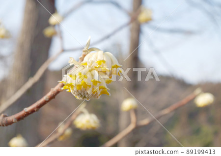 三俁花和花蕾的特寫 89199413
