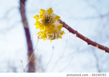 Close-up of mitsumata flowers and buds 89199765