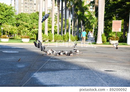 Common bird dove in the park, symbol of peace 89200092