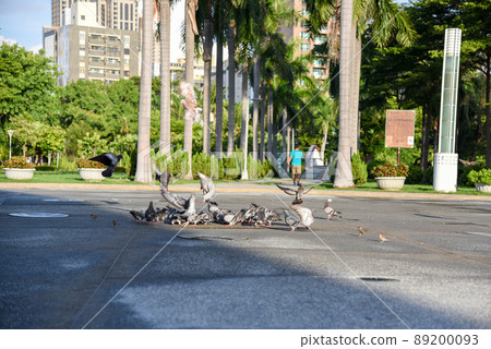 Common bird dove in the park, symbol of peace 89200093
