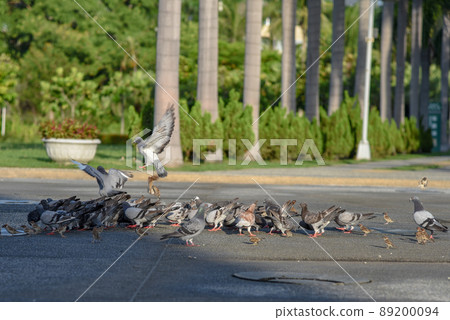 Common bird dove in the park, symbol of peace 89200094