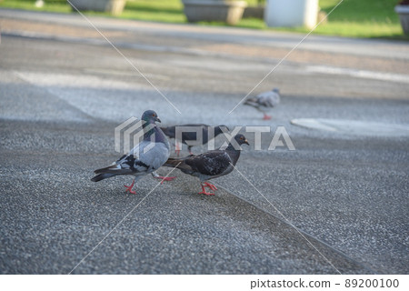 Common bird dove in the park, symbol of peace 89200100