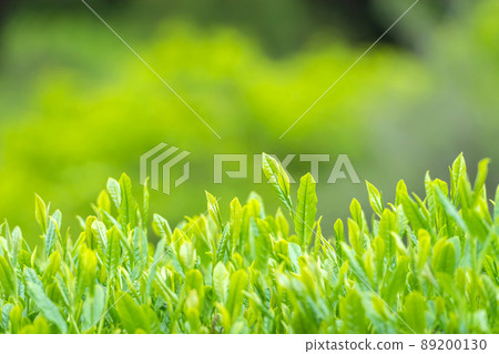 Image of new tea Image of new tea 89200130