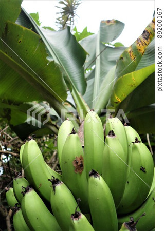 Green unripe bananas on a bananatree in the rain forest Green unripe bananas on a bananatree in the rain forest 89200167
