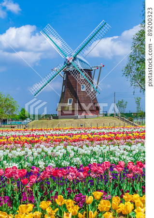 Tulip Akebonoyama Agricultural Park 89200323