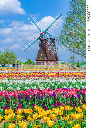 Tulip Akebonoyama Agricultural Park 89200325