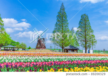 Tulip Akebonoyama Agricultural Park 89200329