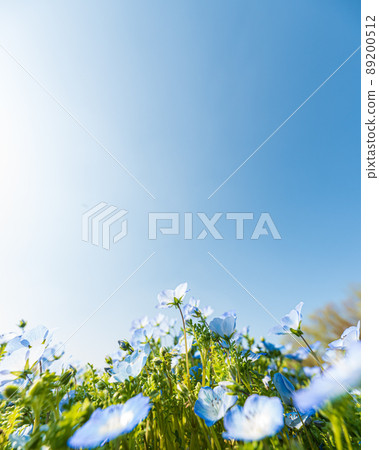 Nemophila extending into the blue sky 89200512