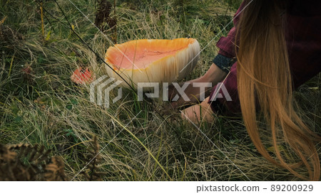 Close-up, girl hand picking large amanita with knife in daytime. Orange fly agaric in green grass. Autumn poisonous red mushroom picking season. Toxic, deadly toadstool in fall forest Close-up, girl hand picking large amanita with knife in daytime. Orange fly agaric in green grass. Autumn poisonous red mushroom picking season. Toxic, deadly toadstool in fall forest 89200929