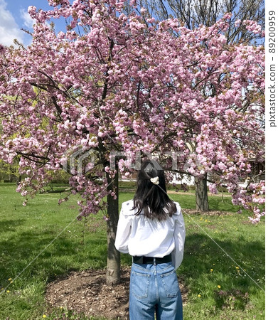 Woman looking at pink cherry blossoms Woman looking at pink cherry blossoms 89200959
