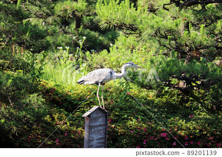 Gray heron perching on something like a perch Gray heron perching on something like a perch 89201139