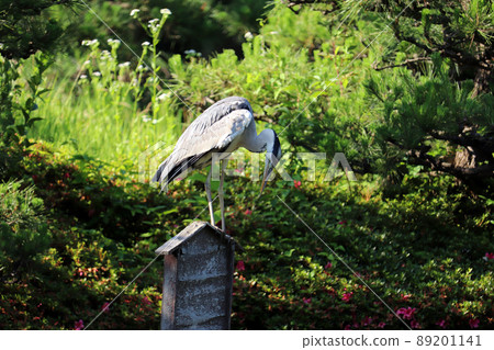 Gray heron perching on something like a perch Gray heron perching on something like a perch 89201141