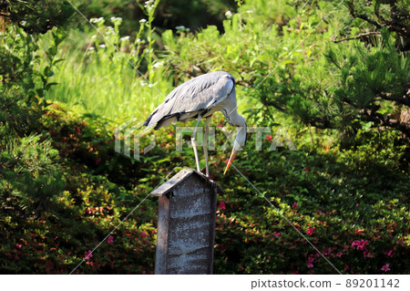 Gray heron perching on something like a perch Gray heron perching on something like a perch 89201142