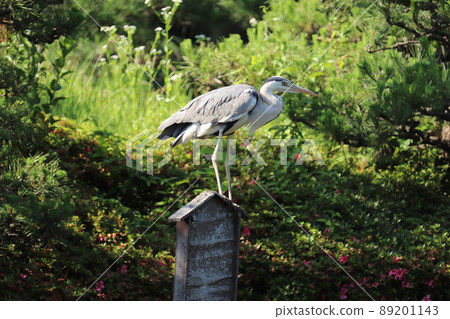 Gray heron perching on something like a perch Gray heron perching on something like a perch 89201143