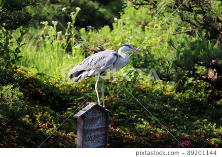 Gray heron perching on something like a perch 89201144