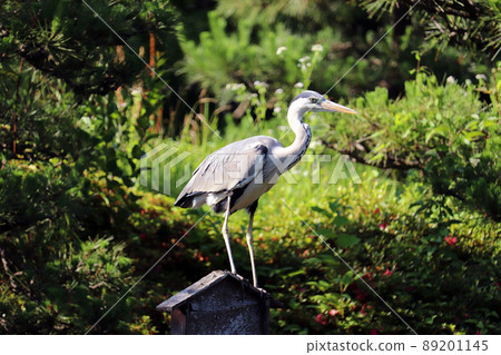 Gray heron perching on something like a perch Gray heron perching on something like a perch 89201145