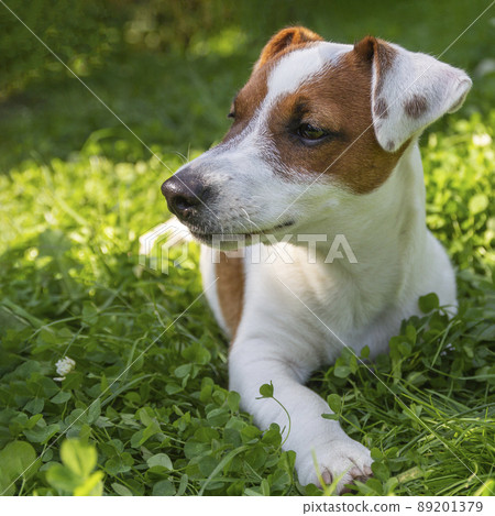 Happy active dog in fresh spring grass on sunny day. Jack Russell terrier and spring.Square format. Happy active dog in fresh spring grass on sunny day. Jack Russell terrier and spring.Square format. 89201379
