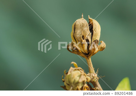 Collect ripe Hibiscus seed on a dry day. 89201486