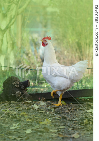 Outdoor portrait of hen 89201492