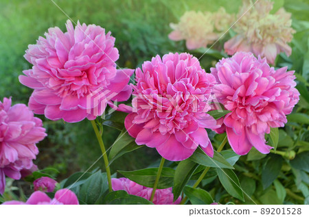 Scented pink peonies.  89201528