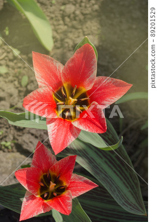 Beautiful tulip with stripe. Czaar Peter tulip Beautiful tulip with stripe. Czaar Peter tulip 89201529