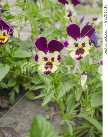 Tricolor pansy flower Tricolor pansy flower 89201530