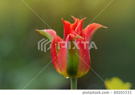 Beautiful tulip Green River Beautiful tulip Green River 89201531