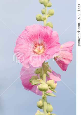 Pink hollyhock are blooming. Alcea rosea growth Pink hollyhock are blooming. Alcea rosea growth 89201534