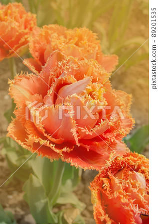 Sensual Touch tulip. Orange double petal tulip Sensual Touch tulip. Orange double petal tulip 89201535