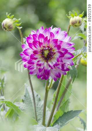 Dahlia ombre purple to white. Bicolor  purple white dahlia in the garden. 89201539