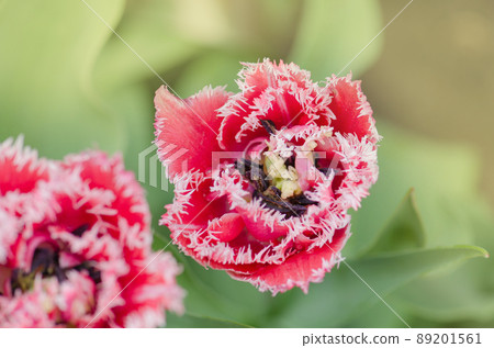 Pink terry tulip on the flowerbed. Beautiful terry fringed tulip Pink terry tulip on the flowerbed. Beautiful terry fringed tulip 89201561