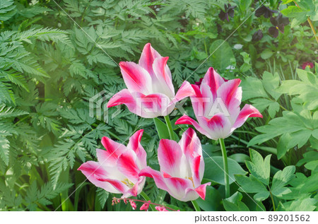 White tulip flower with pink stripes White tulip flower with pink stripes 89201562
