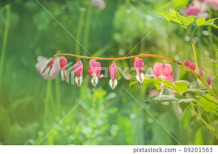 Dicentra spectabils over nature background 89201563