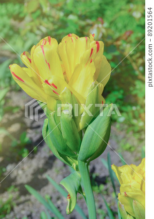 Yellow flowers tulip Fruit Cocktail 89201564